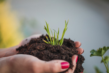 Plant in the hand