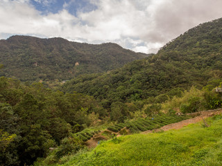 Fototapeta na wymiar View for the tea plantation