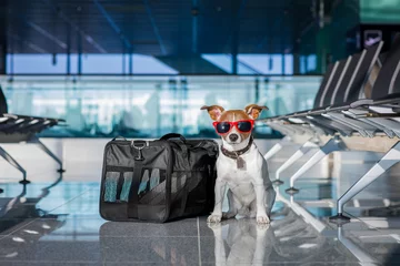 Crédence de cuisine en verre imprimé Chien fou dog in airport terminal on vacation