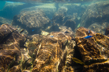 Underwater world of Lake Malawi - Malawi