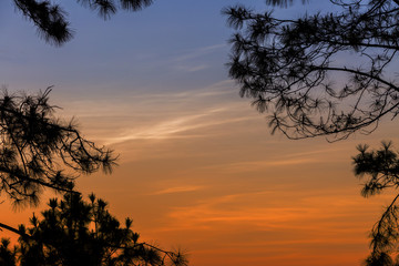 Fototapeta na wymiar Silhouetted tree on twilight sky after sunset
