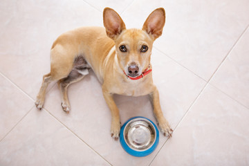 hungry dog with food bowl