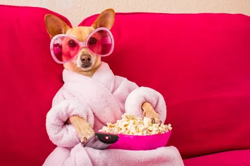 Fototapete Lustiger Hund Hund schaut auf der Couch fern