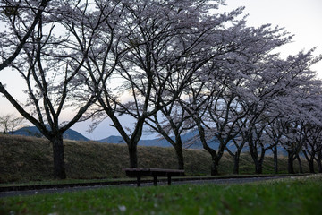 Bench under cherry trees
