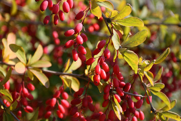 the berries of barberry