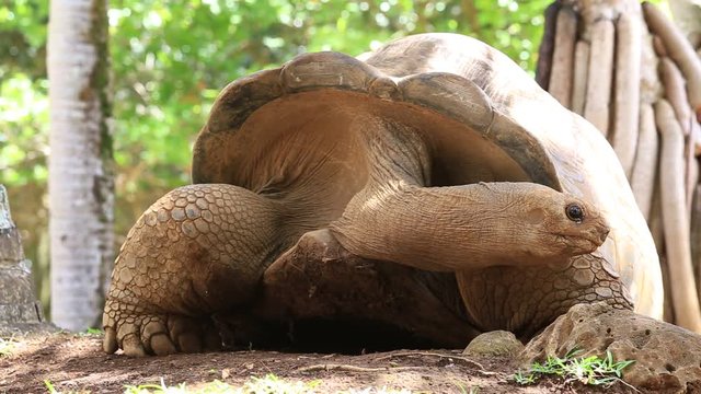 Giant turtles, dipsochelys gigantea in La Vanille Nature Park, island Mauritius , Close up