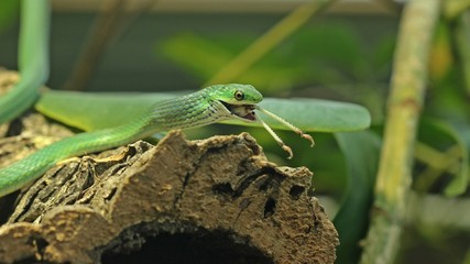 Raue Grasnatter (Opheodrys aestivus) frisst Wanderheuschrecke (Locusta migratoria)

