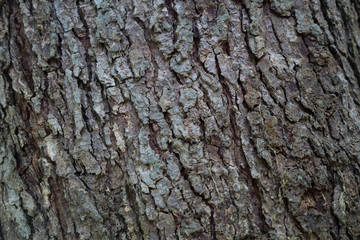 Wood bark