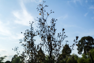 Dry flower and blue sky