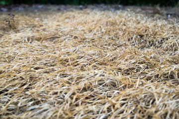 Grassland