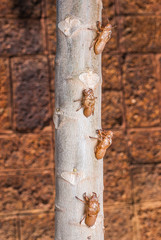 Closeup to Cicada Sloughs Holding on Tree