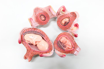 Development of Embryo model, fetus for classroom education.	