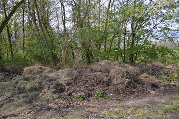 Gr&uuml;nabfall im Wald entsorgt