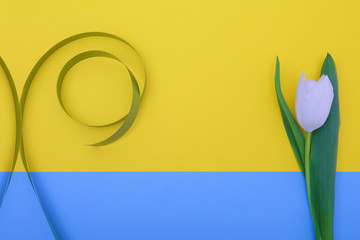 white tulip on blue and yellow background