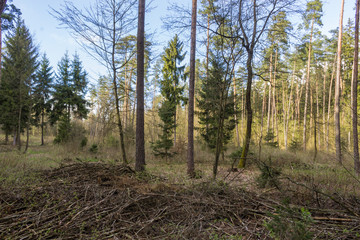 Naklejka premium Blooming leaves on the trees and the young grass on the earth. Fir-trees and pines. Spring forest in the middle of April. Podlasie, Poland.