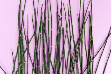 Floral minimal background with bamboo. Top view