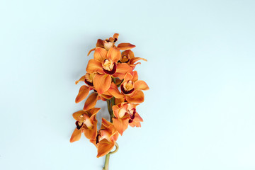 Orange orchid  flowers on turquoise background with free space for text or advertisement. Stylish flat lay. Top view