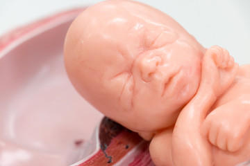 Development of Embryo model, fetus for classroom education.	