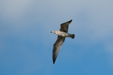 Seagull in flight	