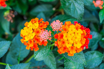 Closeup to Lantana Camara Flowers with Leafs