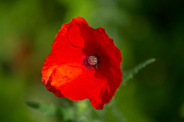 Red poppy in a meadow closeup. Flowers