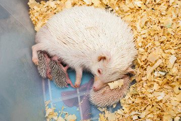 White Hedgehog Feeding its Babies in Plastic Bucket [Atelerix frontalis]