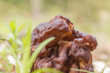 Morel - the first spring mushroom among the firs and pines . Spring forest in the middle of April. Podlasie, Poland.