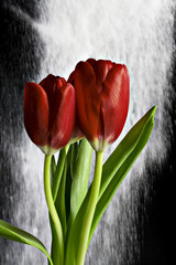 Red tulips in black and white background.