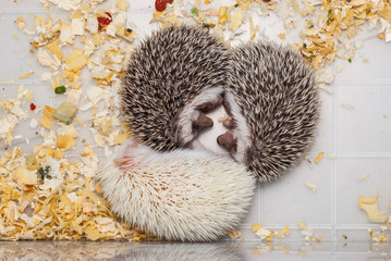 White and Brown Hedgehogs in Plastic Bucket [Atelerix frontalis]