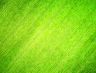 Texture of green leaf.