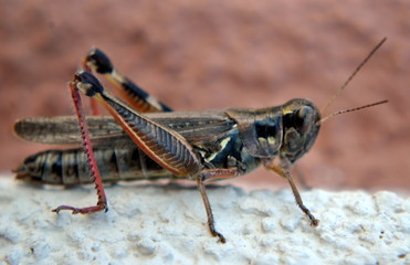 grasshopper