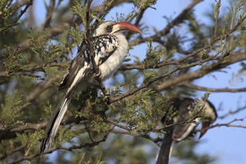 Male Red-billed hornbill sitting on a tree in a bush savannah in a dry season © Tarpan