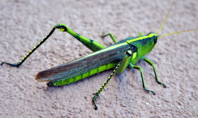 Grasshopper 