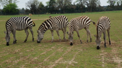 Fototapeta na wymiar Four zebras we saw at the grapeland drivethru safari in Texas 