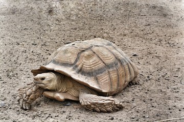 Turtle we saw at grapeland drivethru safari in Texas 