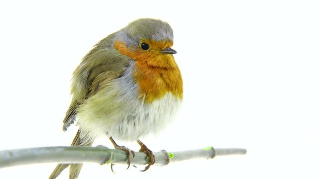 robin isolated on a white background