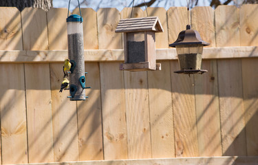 wild gold finches feeding at a feeder