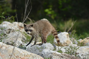 Raccoon on the rock near the san Jacinto river in Texas 