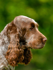 Portrait of English Cocker spaniel dog
