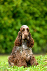 Portrait of English Cocker spaniel dog