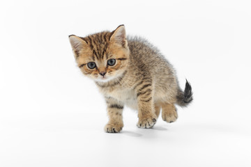 Fototapeta na wymiar Little cute kitten striped on a white background