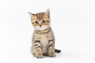 Naklejka na ściany i meble Little cute kitten striped on a white background