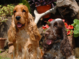 Two English Cocker spaniel dogs