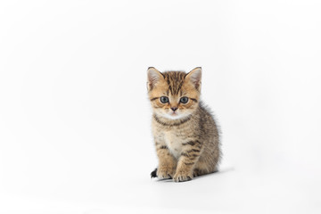 Fototapeta premium Little cute kitten striped on a white background