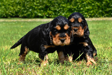 Two puppies of English Cocker spaniel.