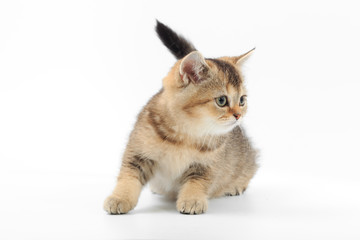 Little cute kitten striped on a white background
