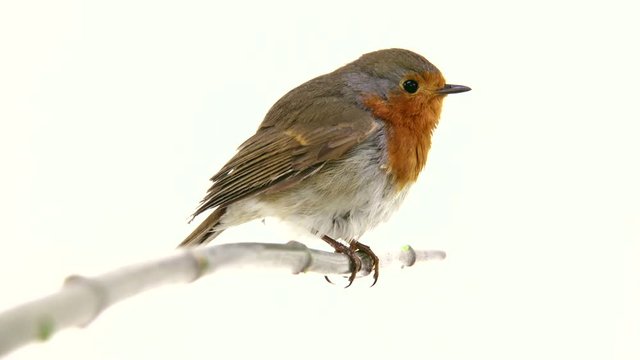 robin isolated on a white background