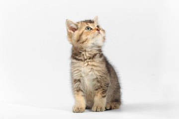 Little cute kitten striped on a white background