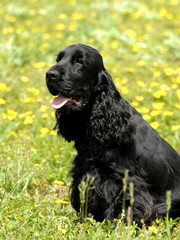 Portrait of English Cocker spaniel dog