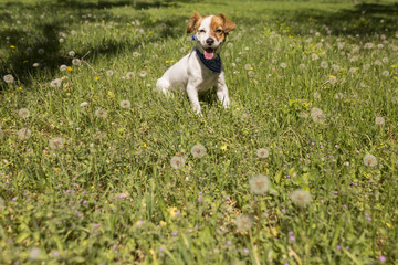 cute young dog having fun in a park outdoors. Spring time. Green background